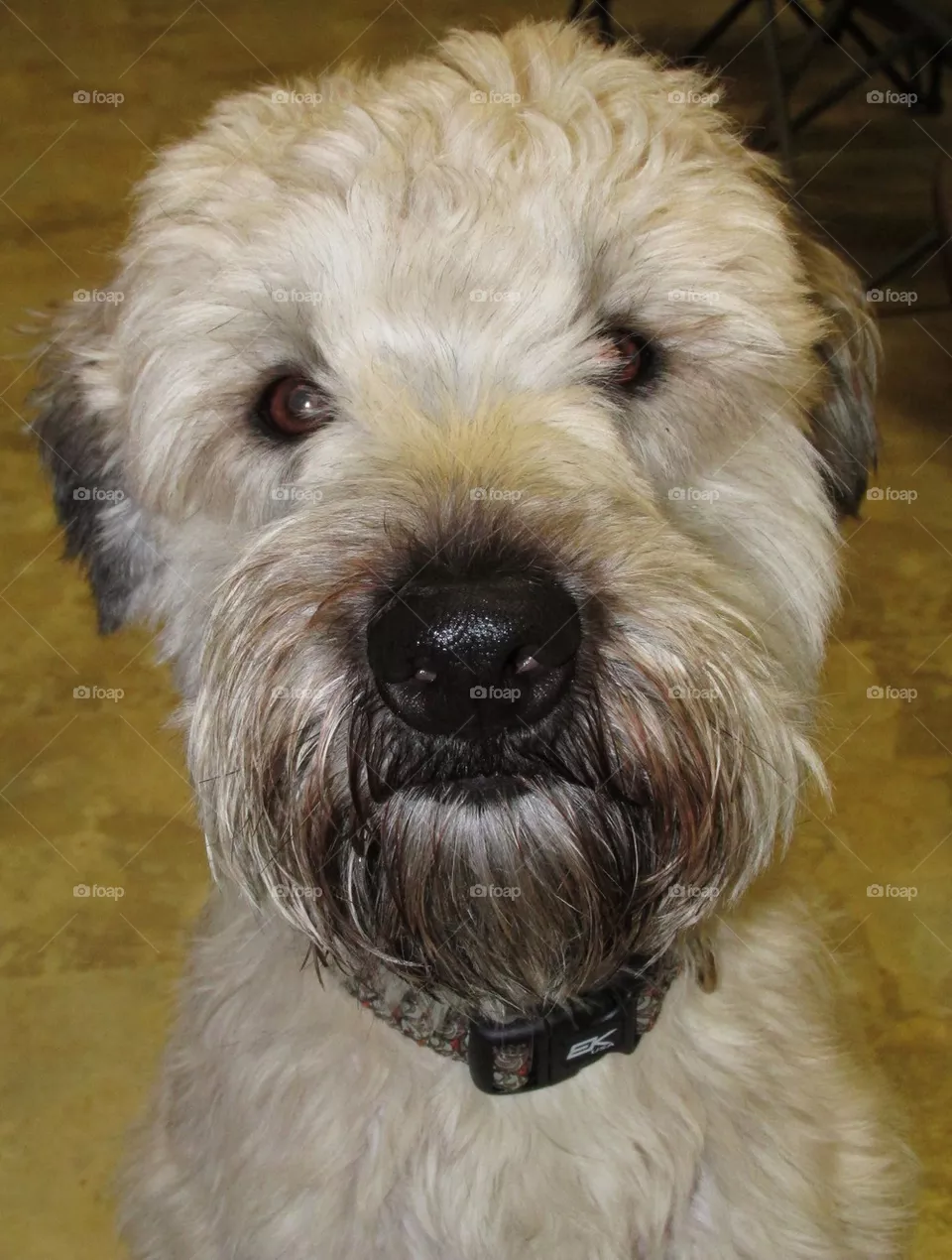 Bailey