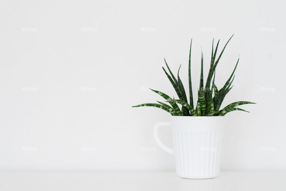 Minimal. White. Plant. 