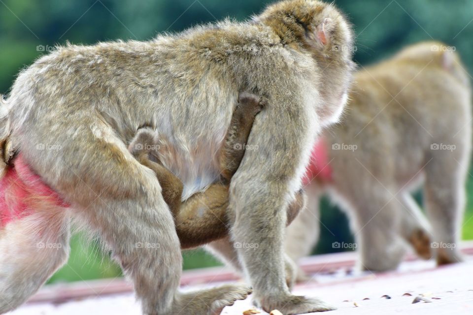 Japanese macaques