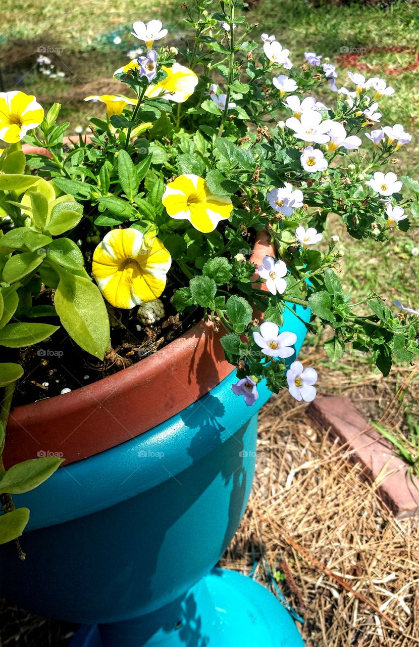 Container Garden