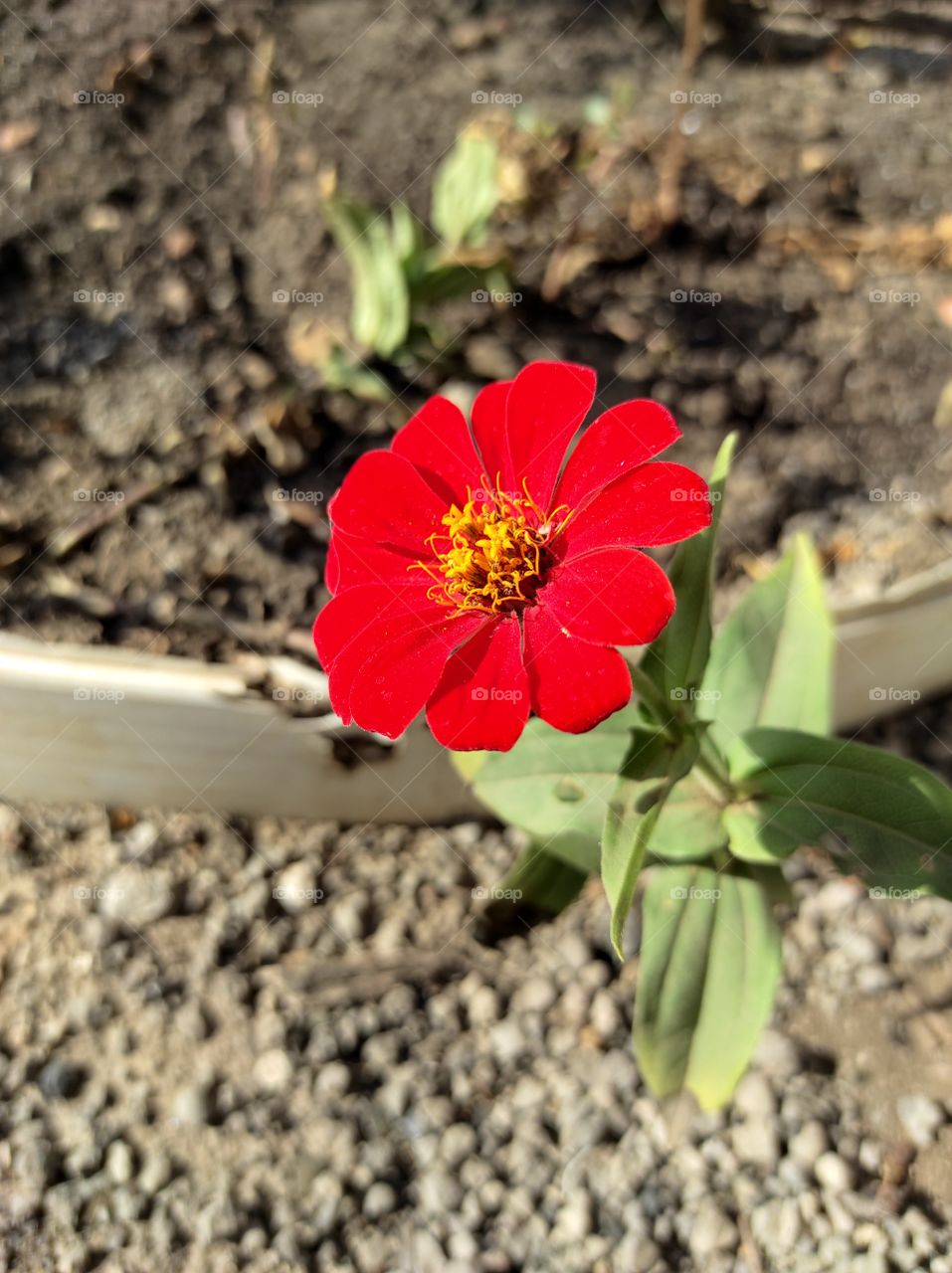 Beautiful flower grows in summer on a flower bed in sunny weather