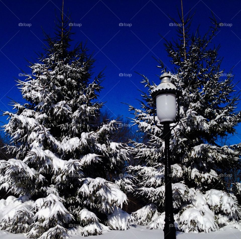 Snow Covered Evergreens