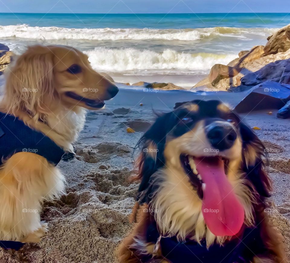 Foap Mission! Fun Animals and PetsI Just Love The Beach, Don’t You Charlie? 2 Dachshunds At The Beach🐾