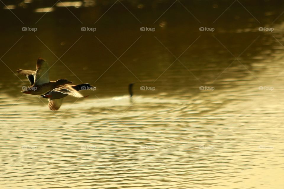 Mallards 