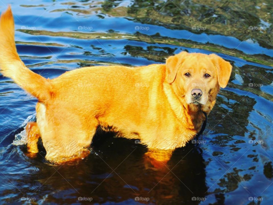 Labs love to swim 