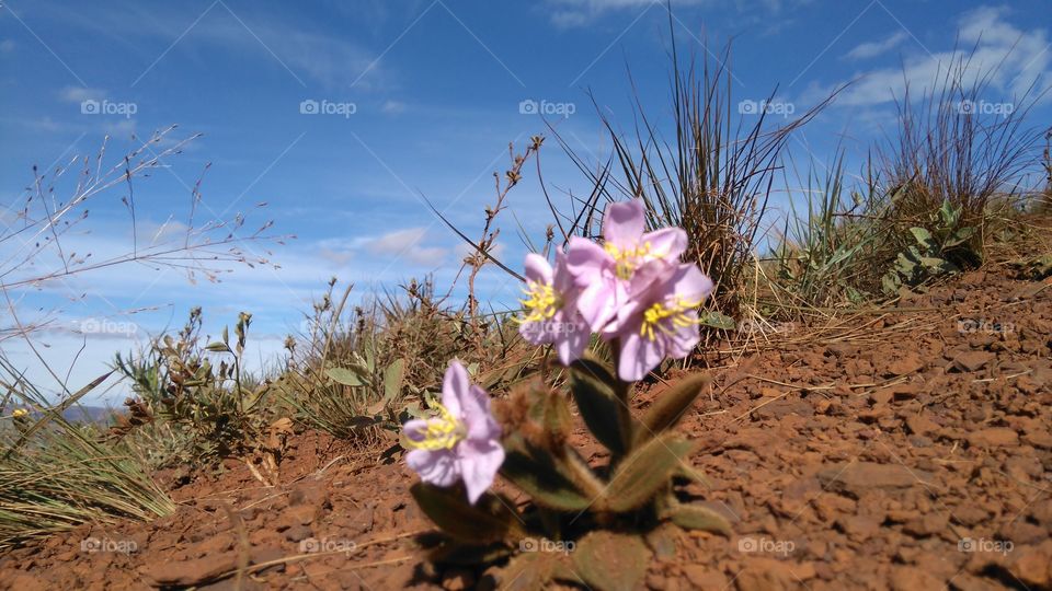 🌸 Flower of cerrado mineiro