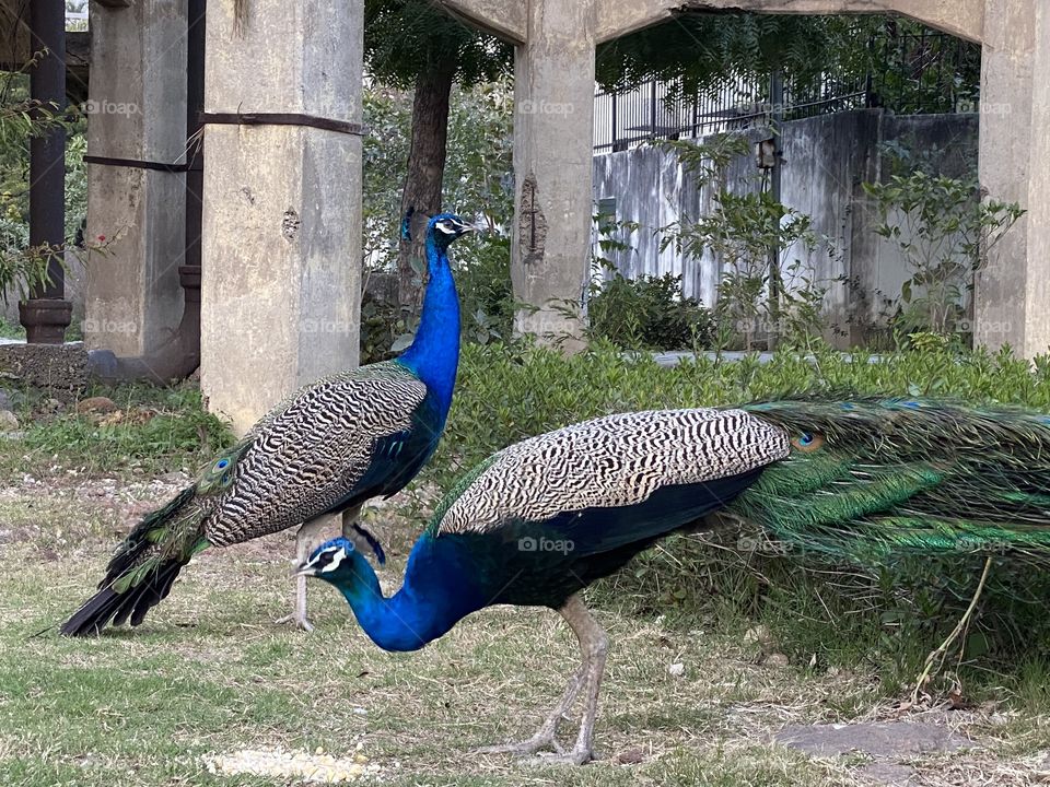 Indian wild peacocks 