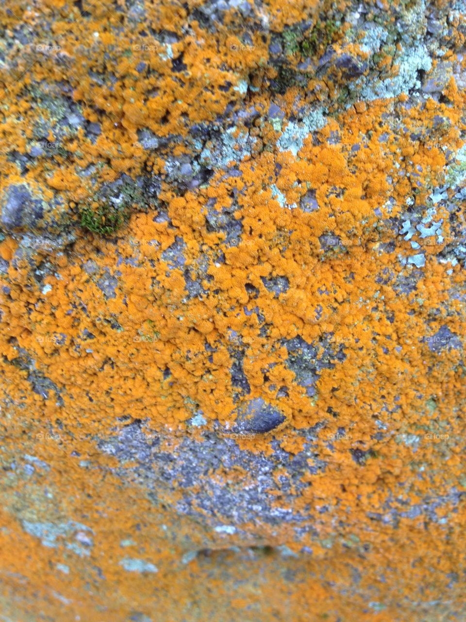 Lichen 