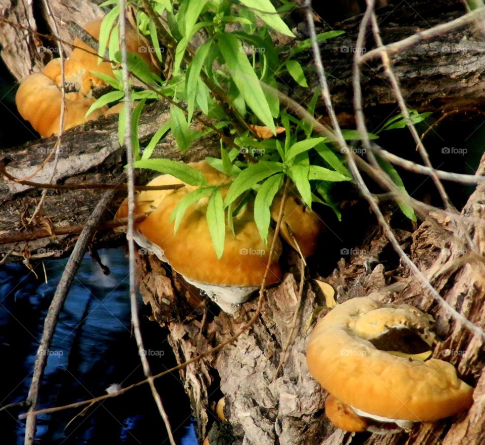 Fungi on Tree by Lake