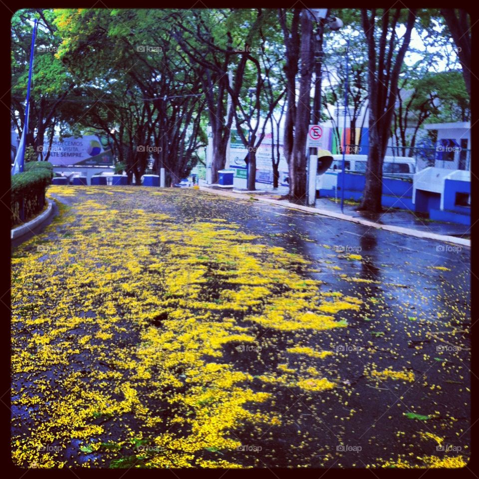 O chão está repleto de pétalas amarelas após a chuva e o vento da noite. Uma pintura!