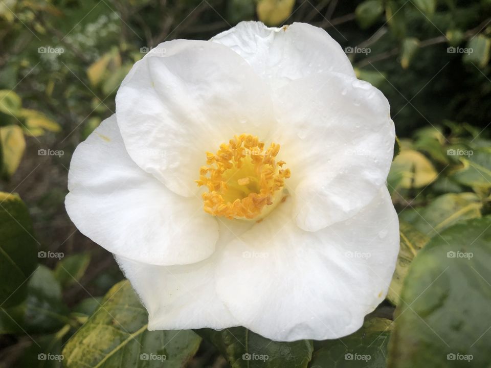 A fine example of a “Camelia” flower, shining out strongly in the light rain of a winters day in 2020.