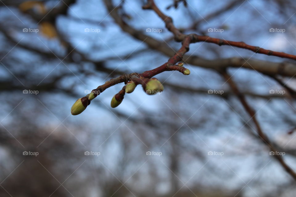 Spring tree
