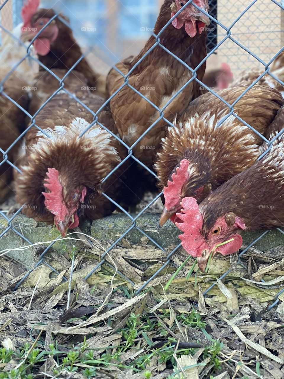 a swiss orange hen stares intently from behind a tent from behind a net