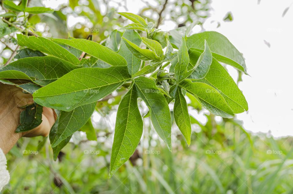 A Branch Of Cotton Tree Leaves