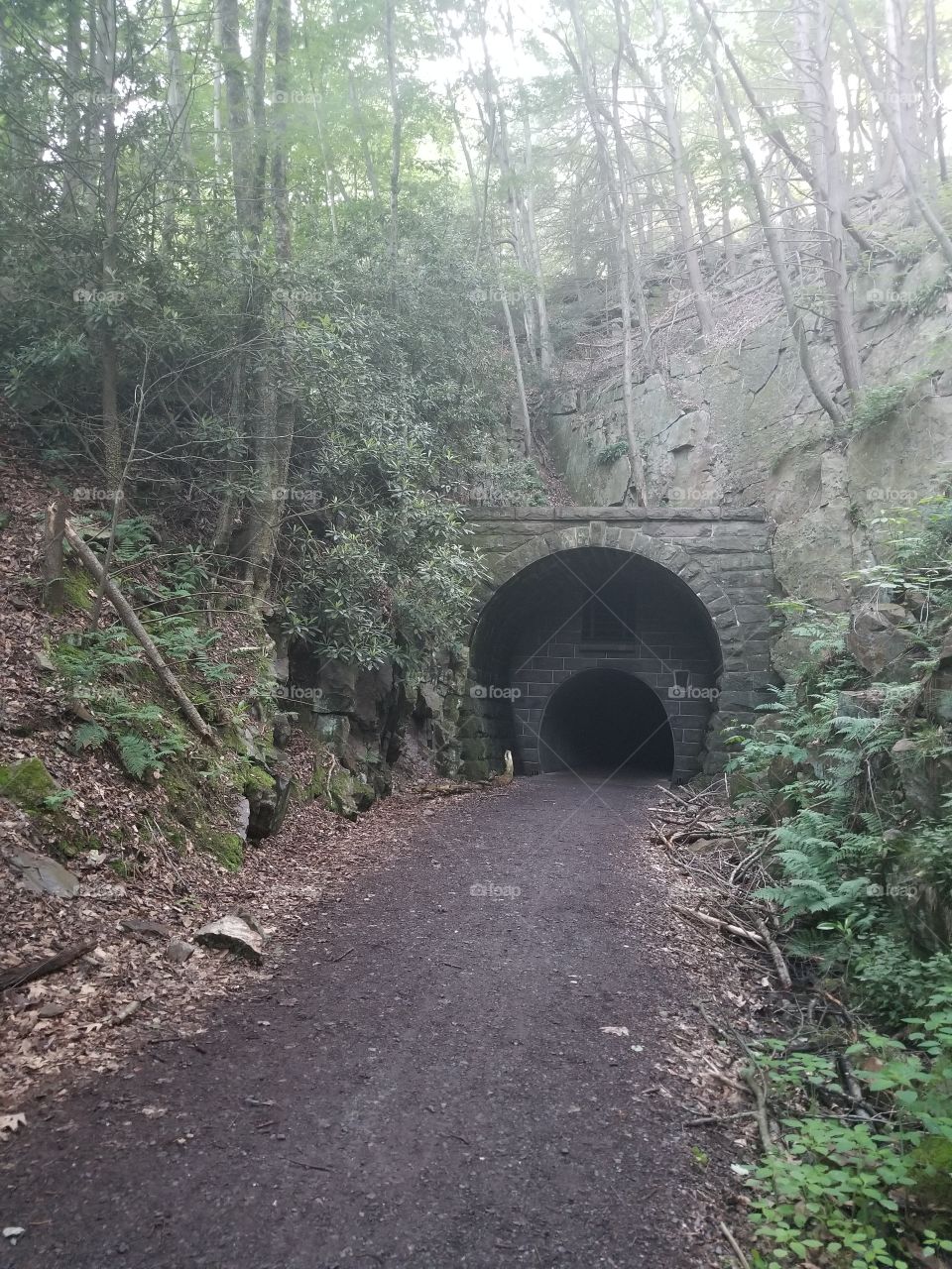 tunnel in the woods