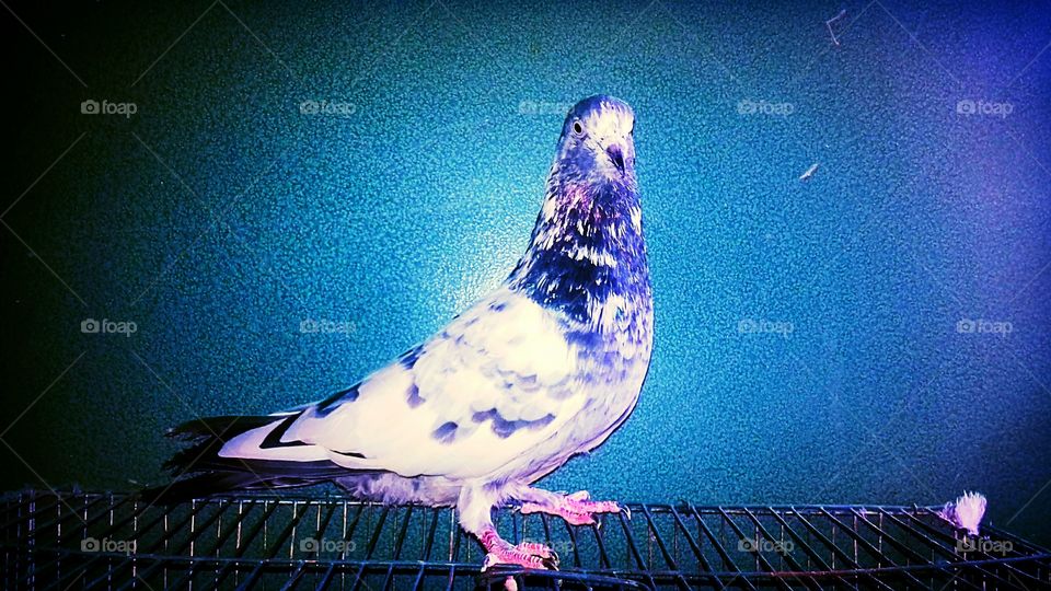 Beautiful Pigeon(3)