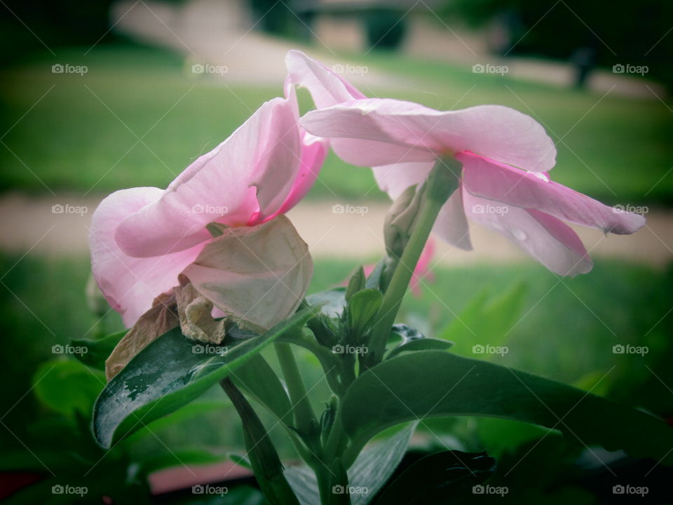 Flower, Nature, Flora, Garden, Leaf