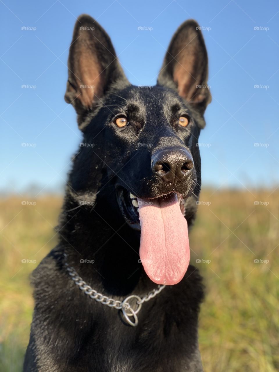Pure black German shepherd dog portrait