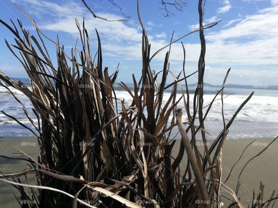Plant in the beach
