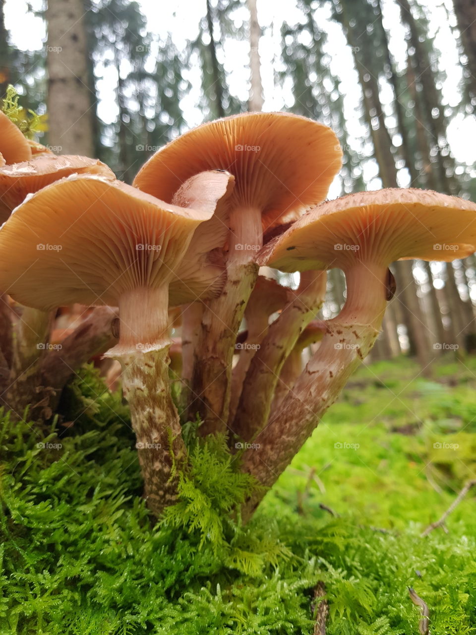 A View of Mushrooms from Below