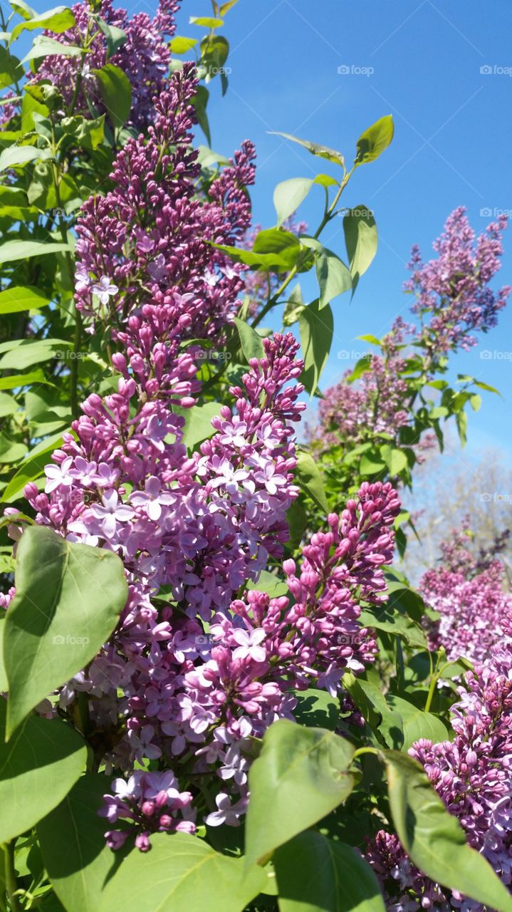 Lilacs in Spring