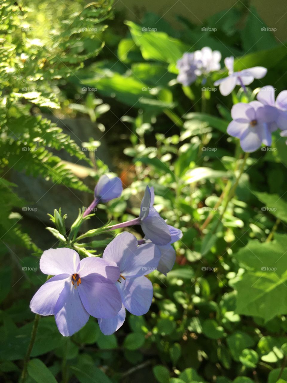 Phlox in sunlight
