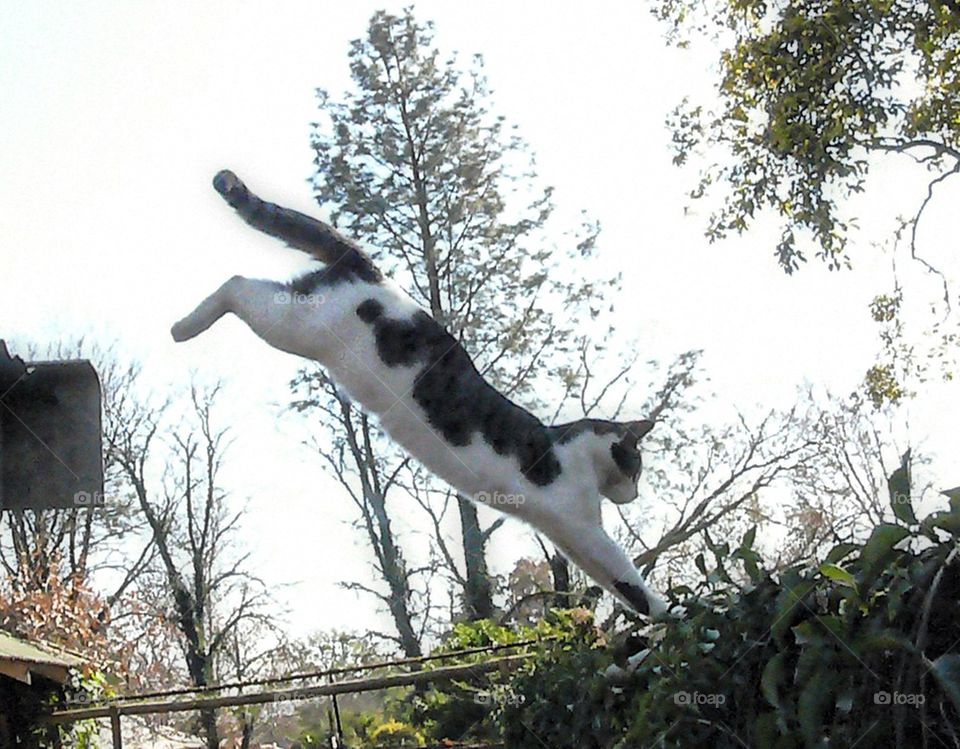 Flying feline