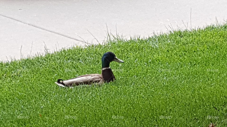 Duck relaxing in the grass