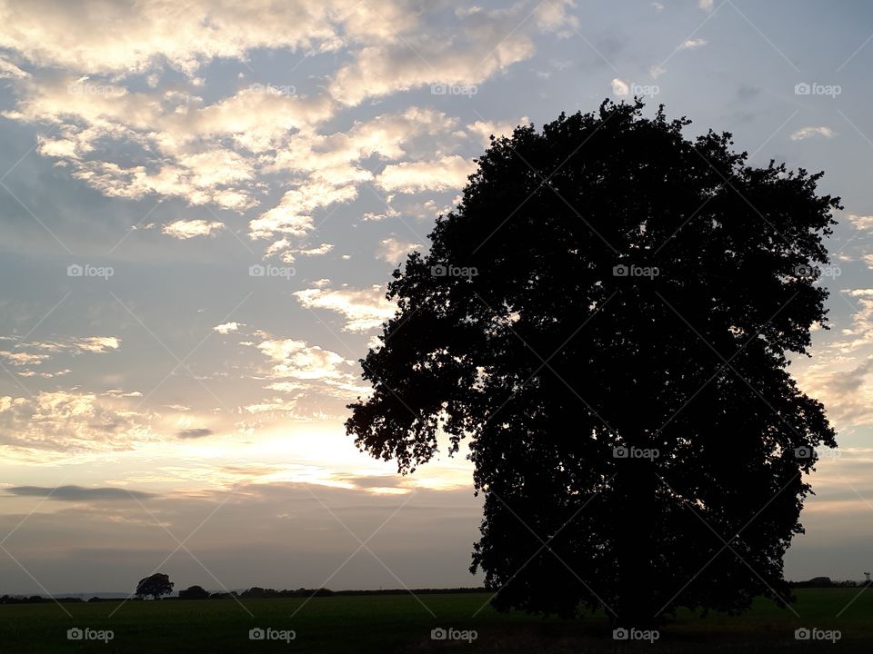 Oak Tree At Dusk