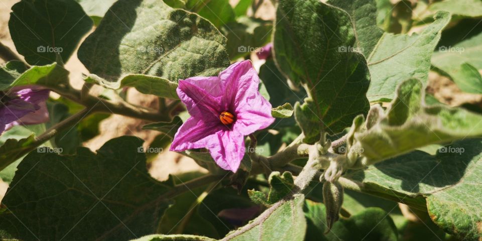 Flowers in wild