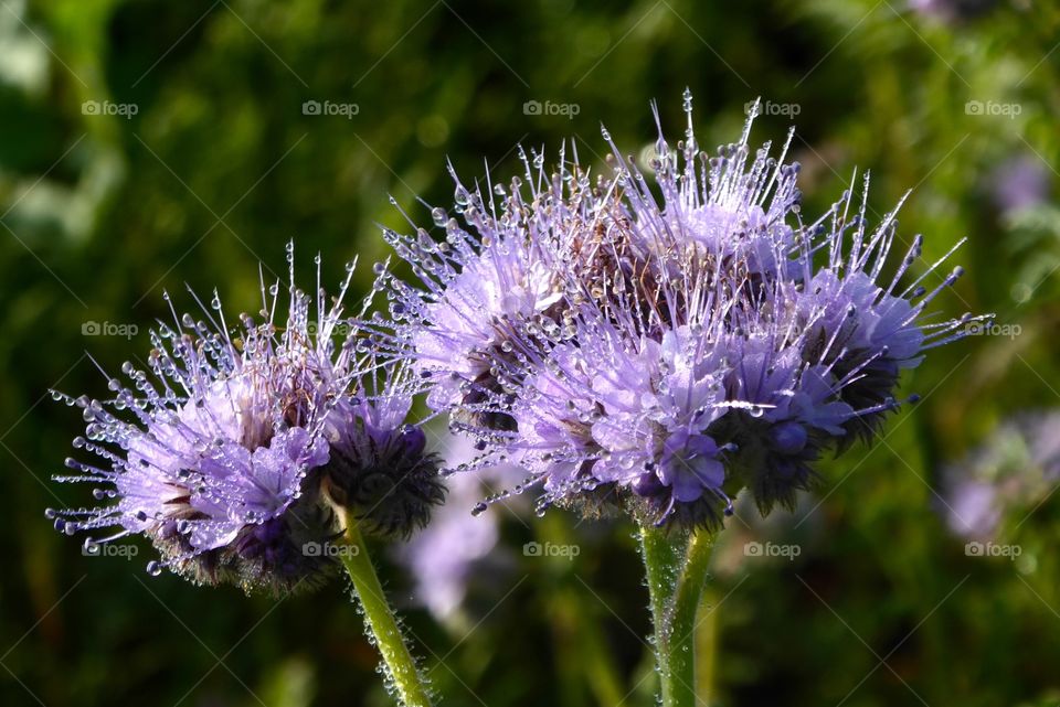 Thistle