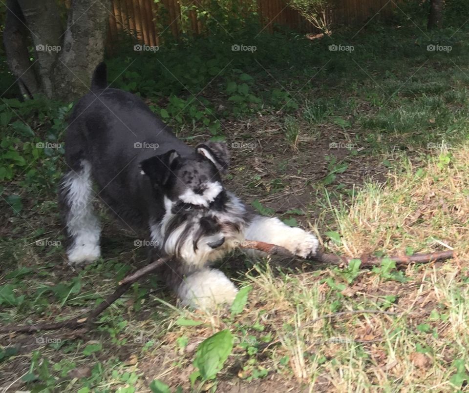 I Like Big Sticks!