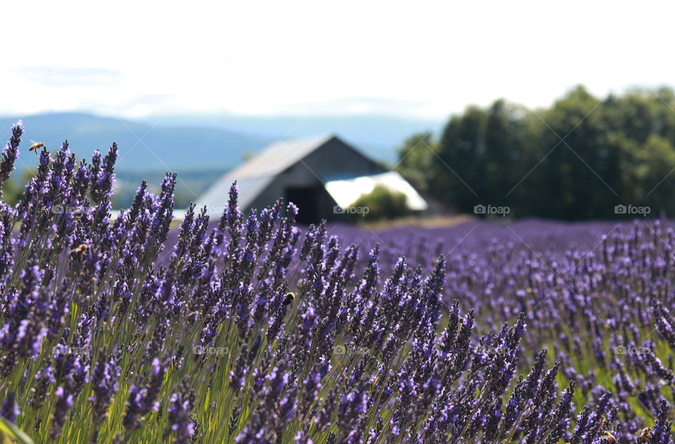 Old, rustic barn at lavender farm in Sequim, Washington