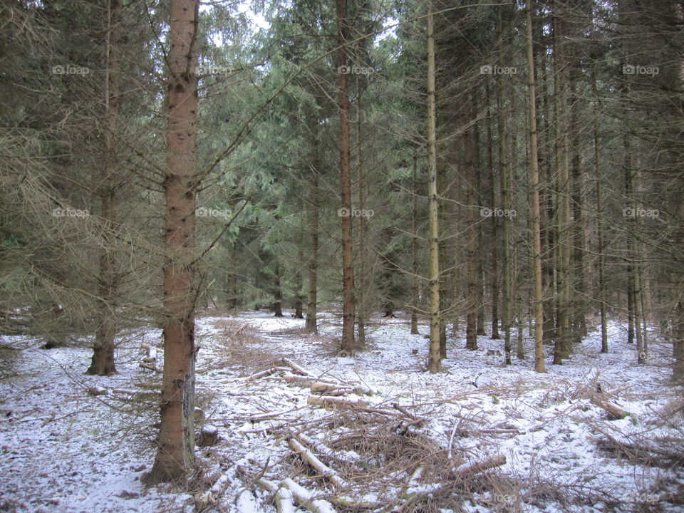 Winter Woodland