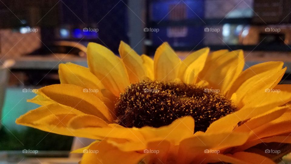 sunflower