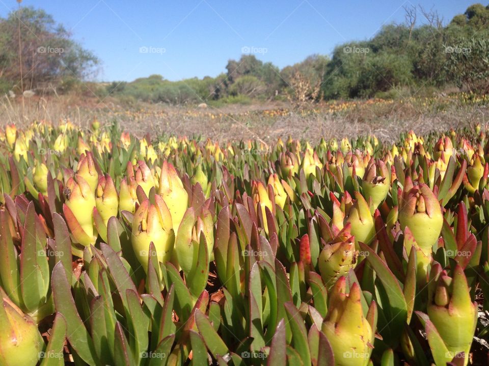 Cactus field in forest