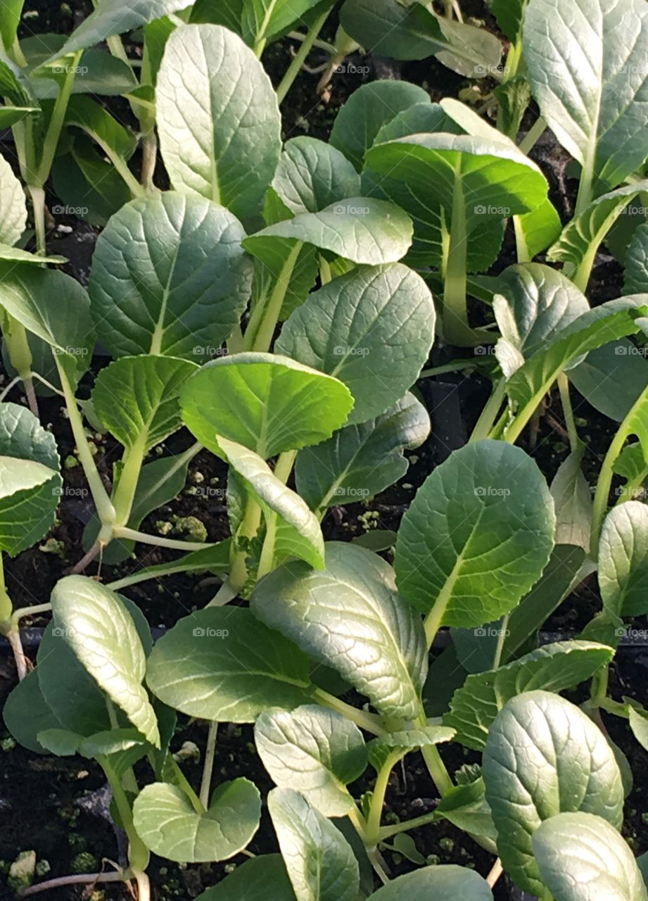 Cabbage sprouts 