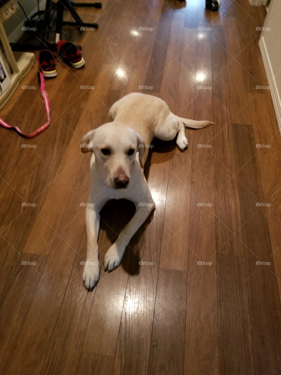 Dog, Floor, No Person, Indoors, Portrait