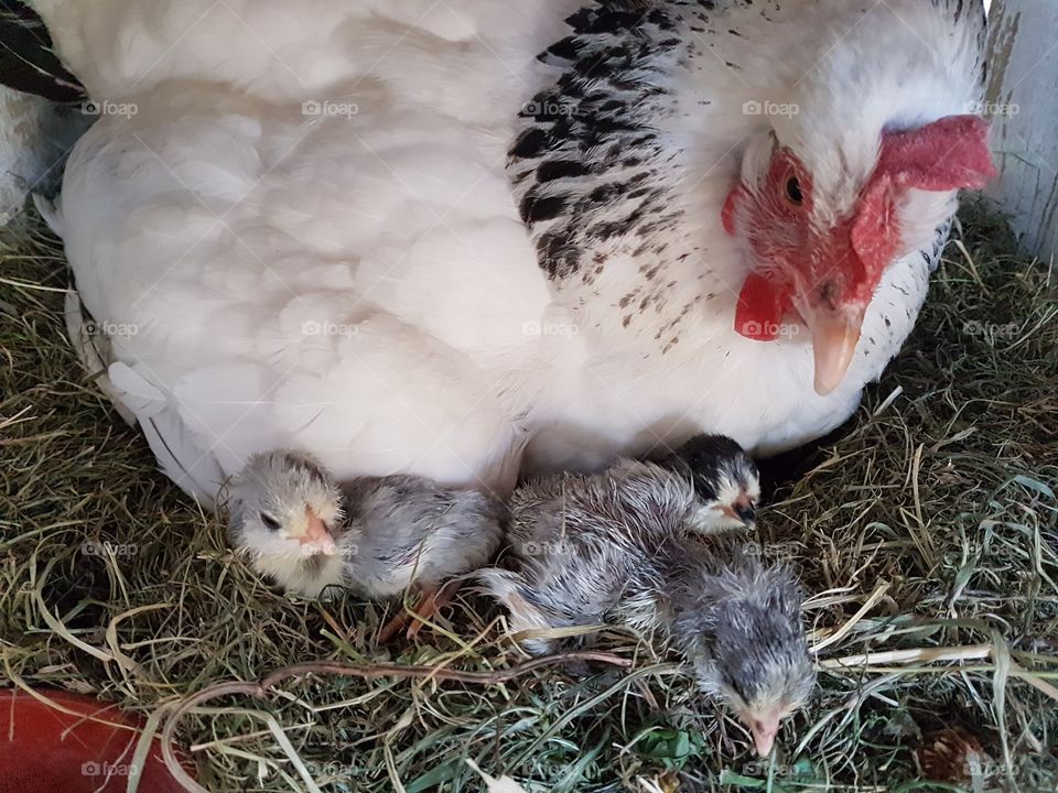 freshly hatched chicks and mother hen