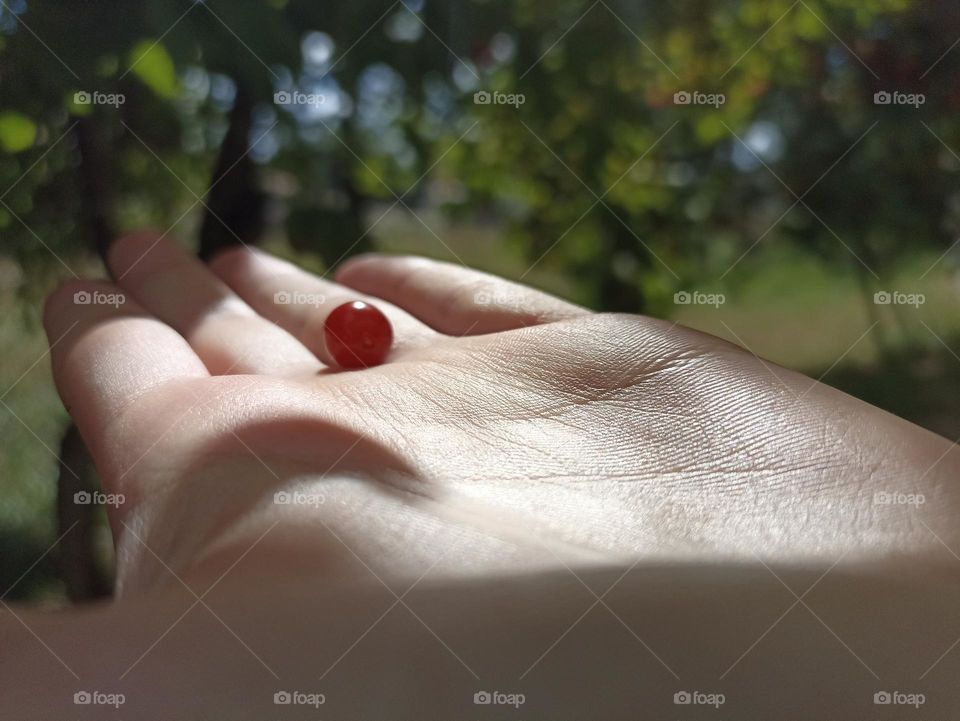 Viburnum berry