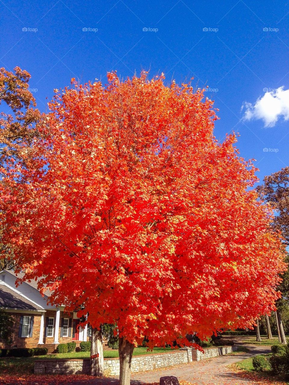 Lonely autumn tree