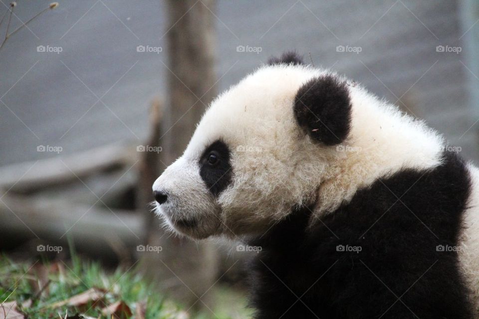 Panda cub