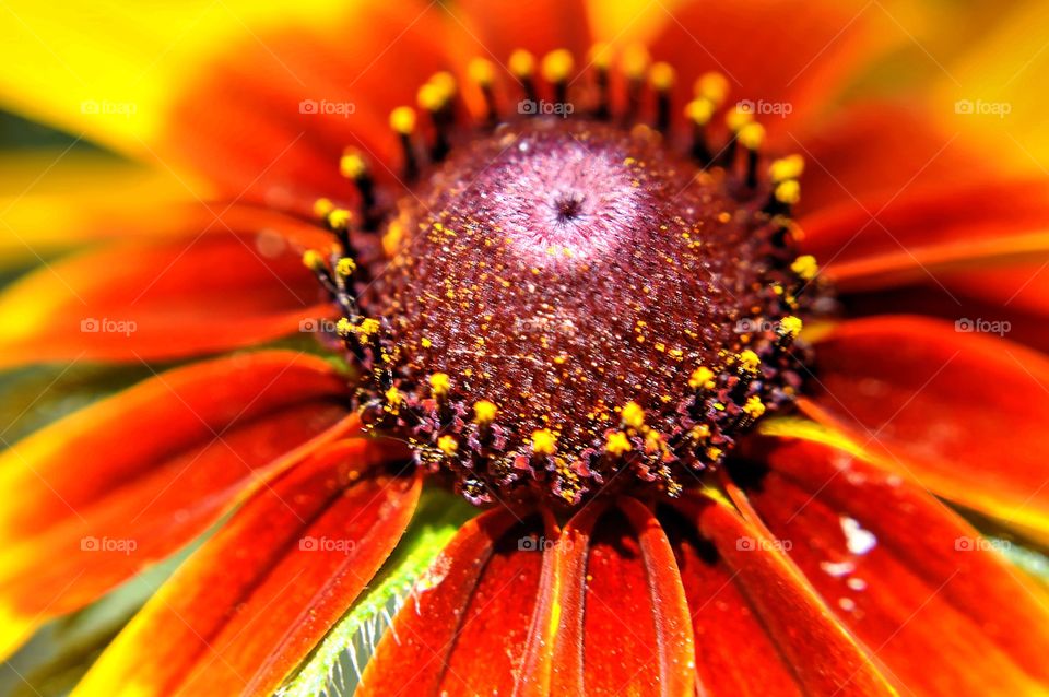 Macro shot of a flower.