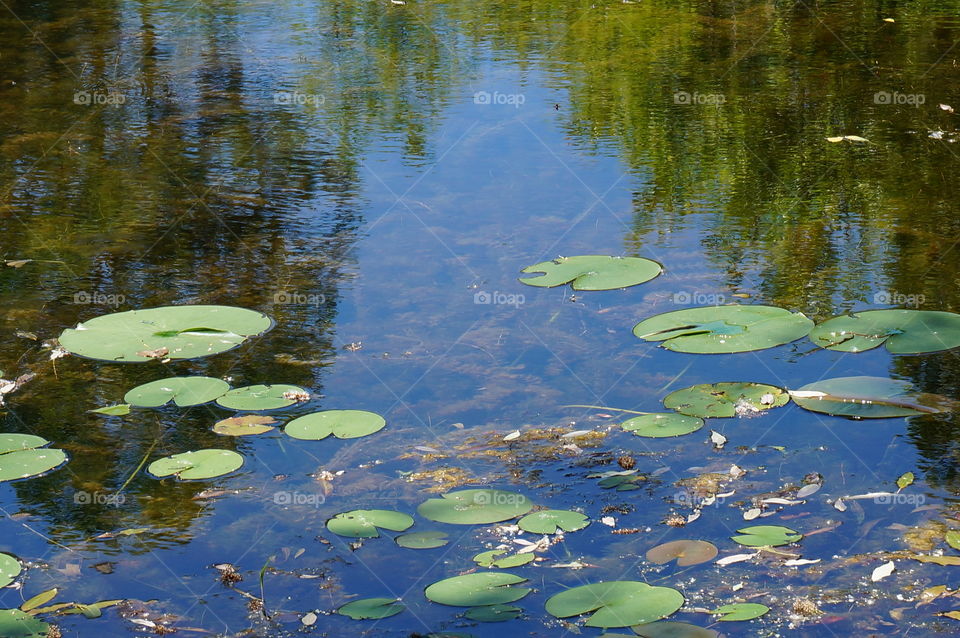 Nature. Lily Pads in the Pond