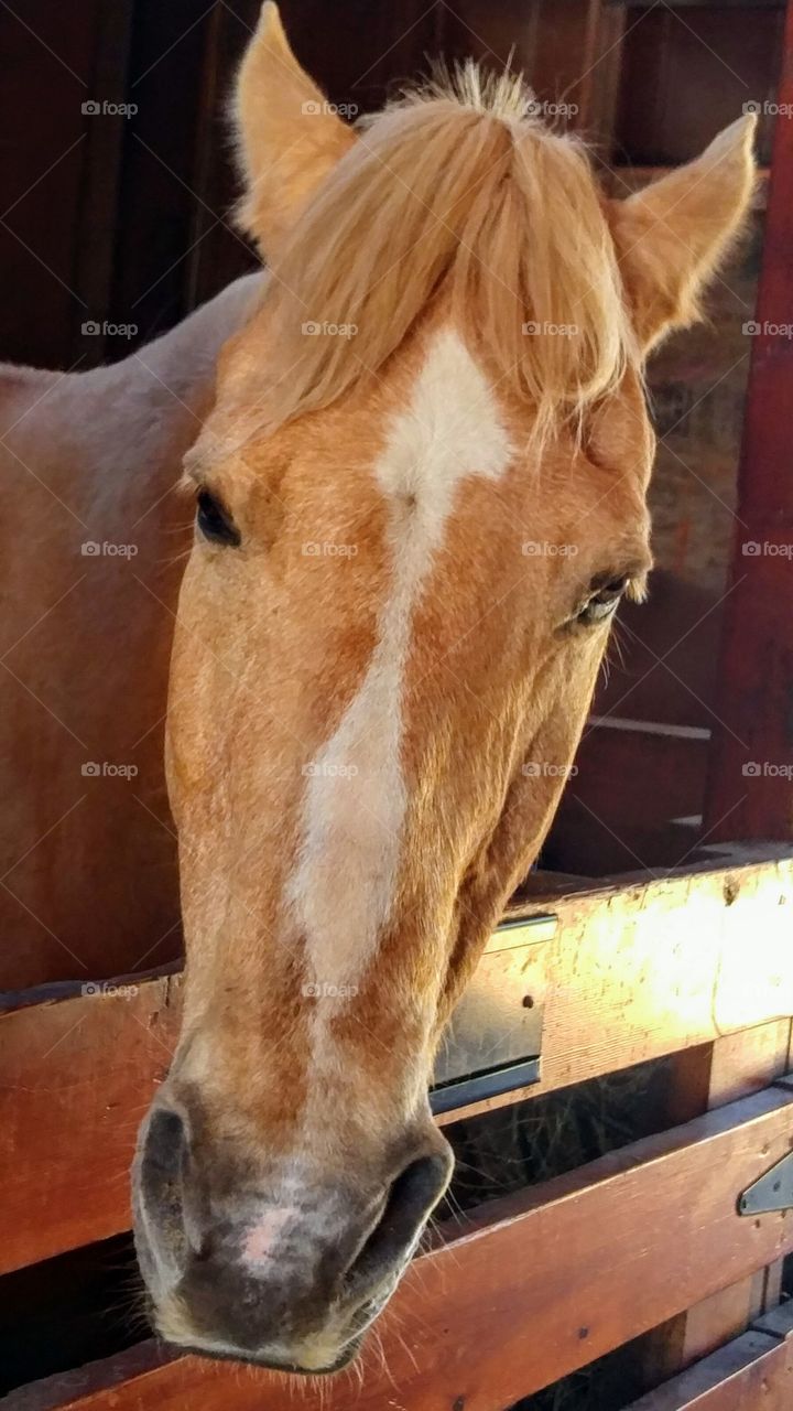 horse in stall, close-up