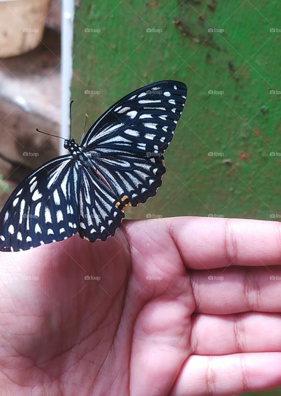 A beautiful butterfly emerging from the hands of a human and having her first flight.