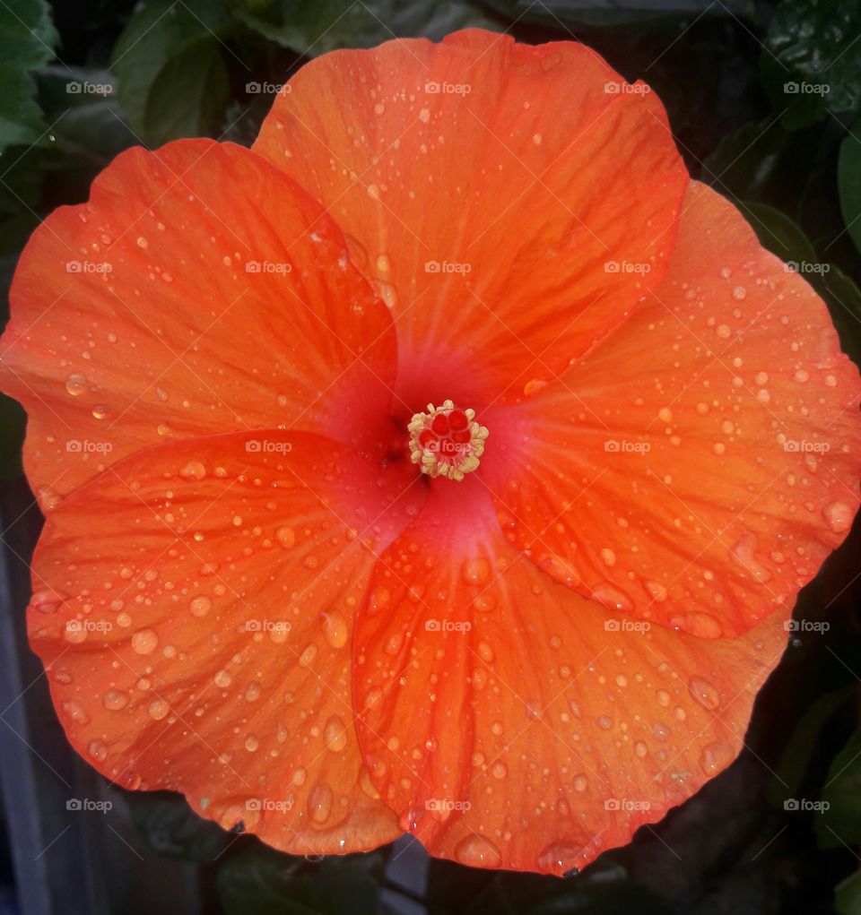 Orange Hibiscus