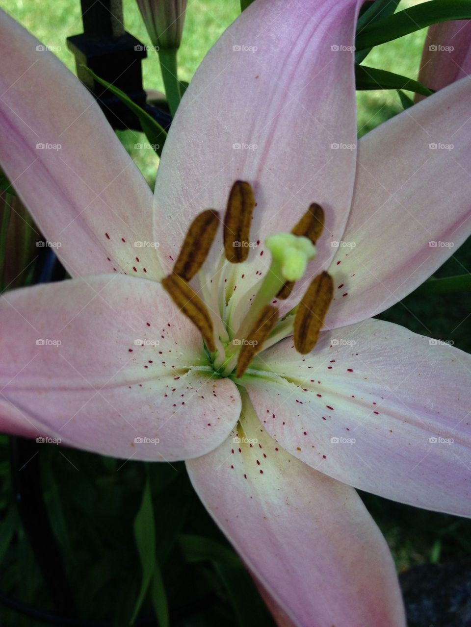LILY DAY LILY PINK COLOR