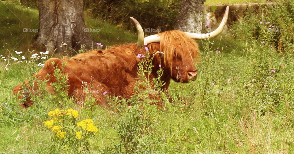 Highland Coo