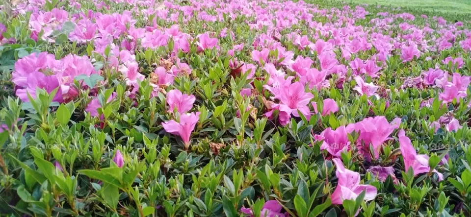 pink flower